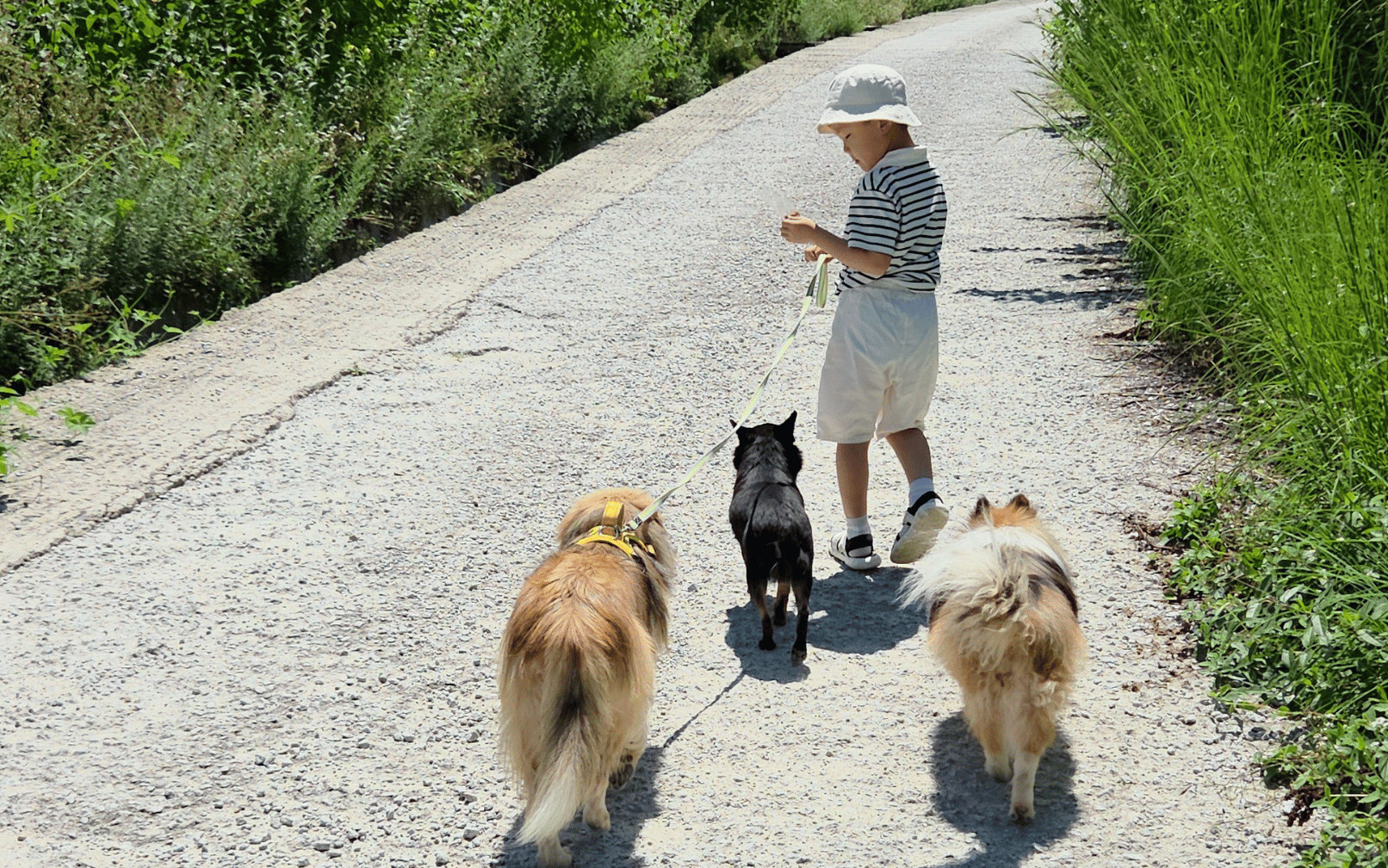 Yeoju Pet Farm Experience - Feed, Play & Bond with Dogs & Cats