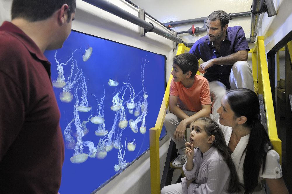 杜拜亞特蘭提斯失落密室水族館探索之旅