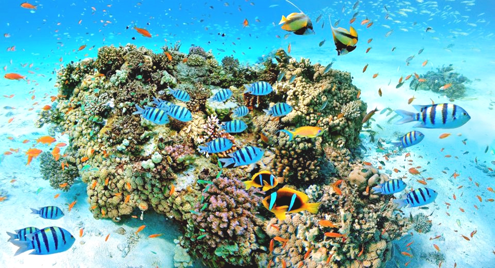 從馬卡迪灣出發：潛水 & 浮潛游船之旅（含午餐）