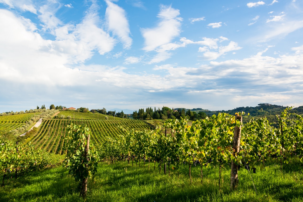 Chianti Delights: Tuscany Wine Private Tour from Florence