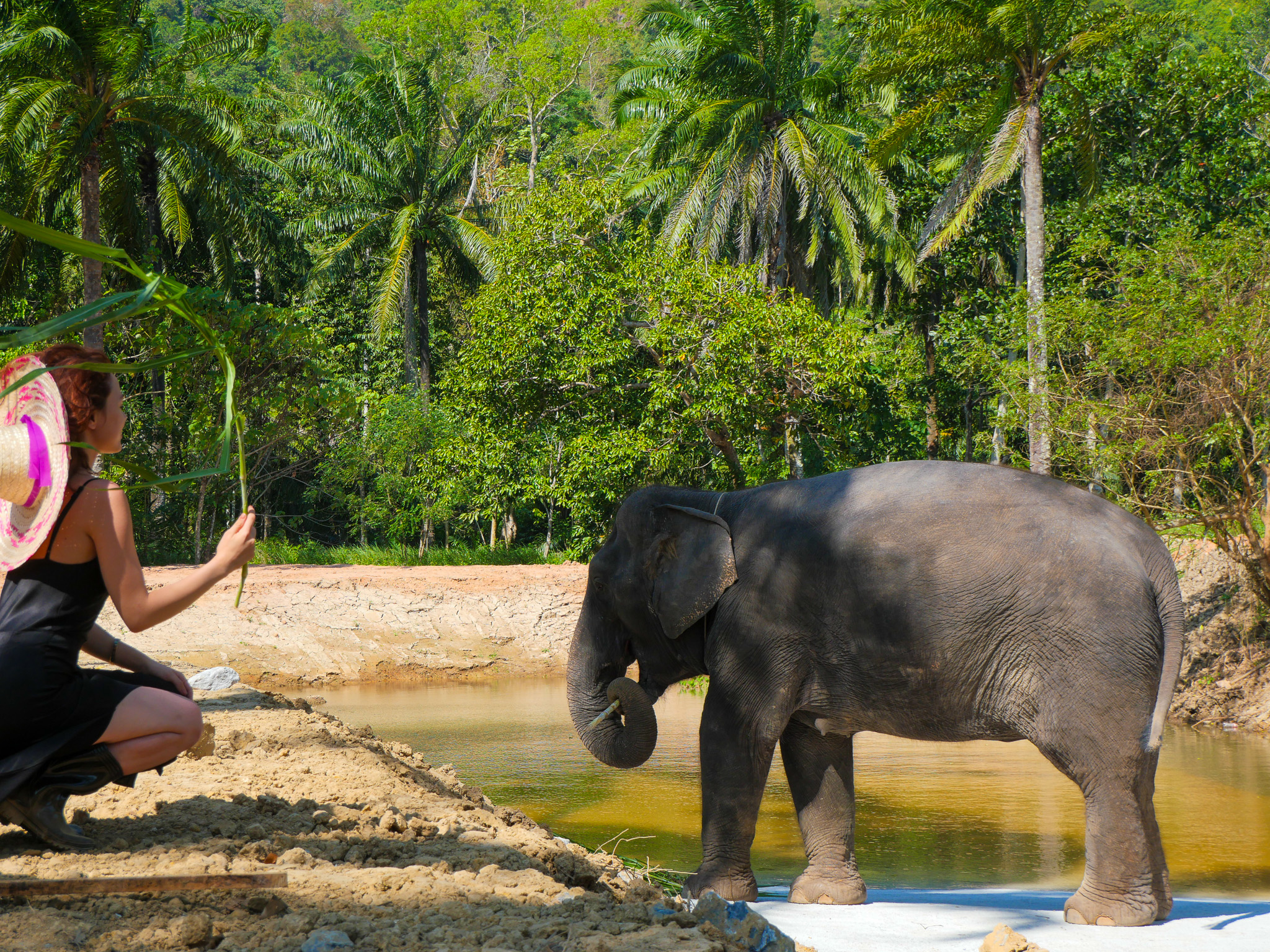 Krabi Roaming Elephant Sanctuary Experience