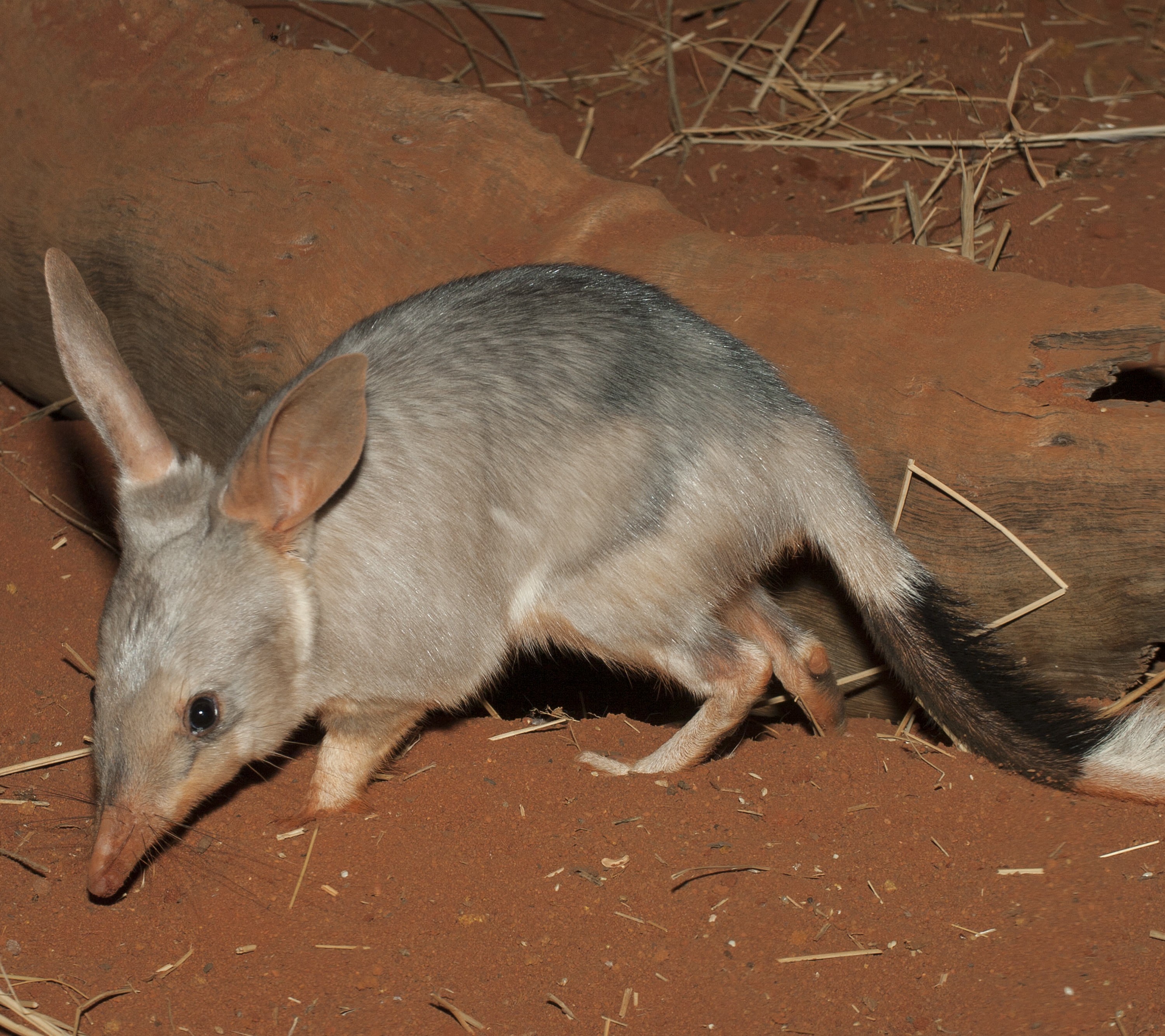 Perth Barna Mia & Dryandra Wildlife Full-Day Small Group Tour