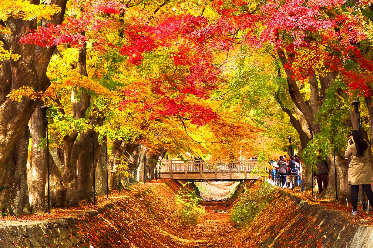 河口湖楓葉回廊~富士河口湖畔,被紅楓裝點得色彩繽紛 (季節限定,26 Oct-20 Nov 不去大石公園) 河口湖楓葉回廊~富士河口湖畔,被紅楓裝點得色彩繽紛 (季節限定,26 Oct-20 Nov 不去大石公園)