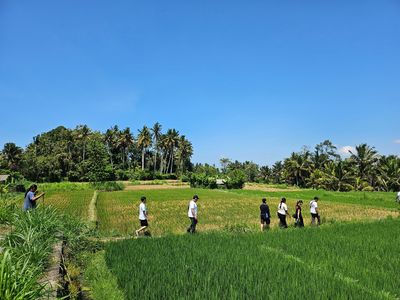 漫步在迷人的稻田小徑上，瞭解當地農民的生活