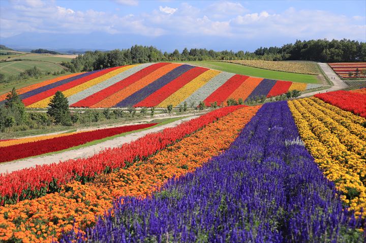 【四季彩之丘】
擁有面積達15公頃廣闊美麗的花田，猶如一張七色彩虹般的地毯，季節不同，花樣各異。 花田內還有巨型的稻草人屹立着，非常可愛。（門票自理）
門票費用：
・成人：500日圓・小學／中學／高中學生：300日圓
・學齡前兒童：免費
