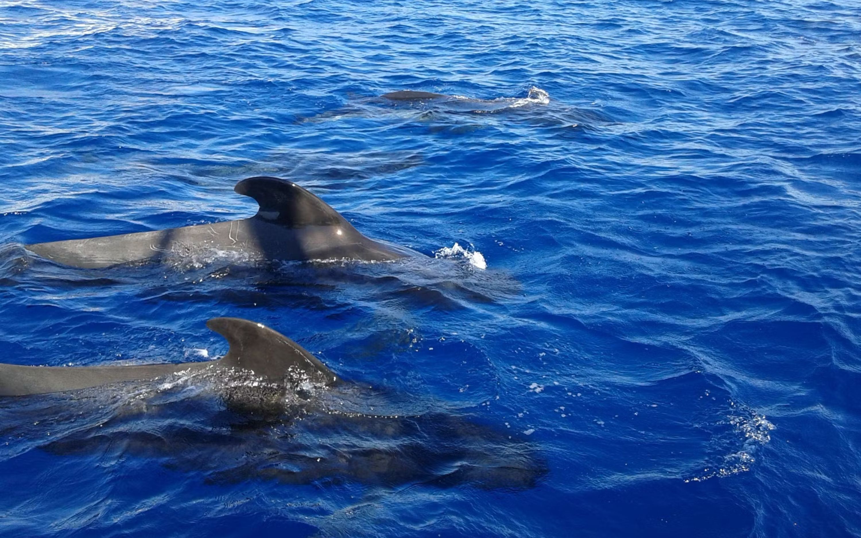 Los Gigantes whale watching cruise tour with lunch and transfer