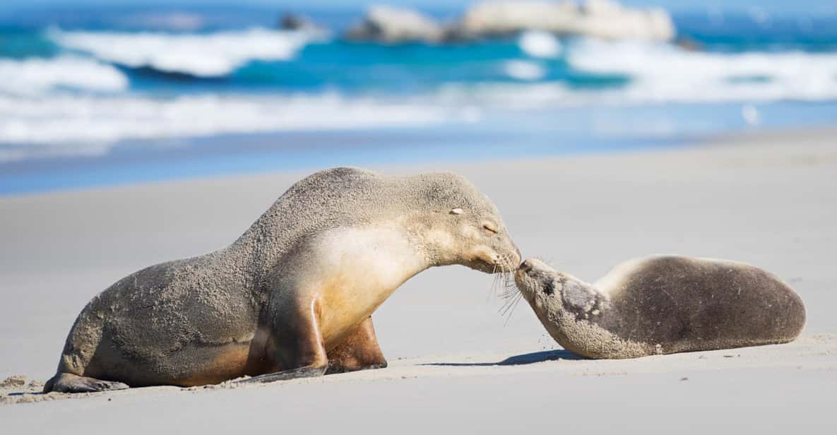 觀看澳大利亞海獅在未受破壞的沙灘和岩石海岸上沐浴陽光