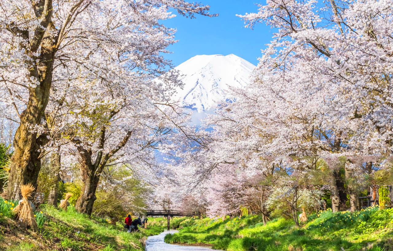 網紅打卡勝地-新倉山淺間公園&日川時計店&忍野八海&河口湖大石公園&河口湖楓葉迴廊