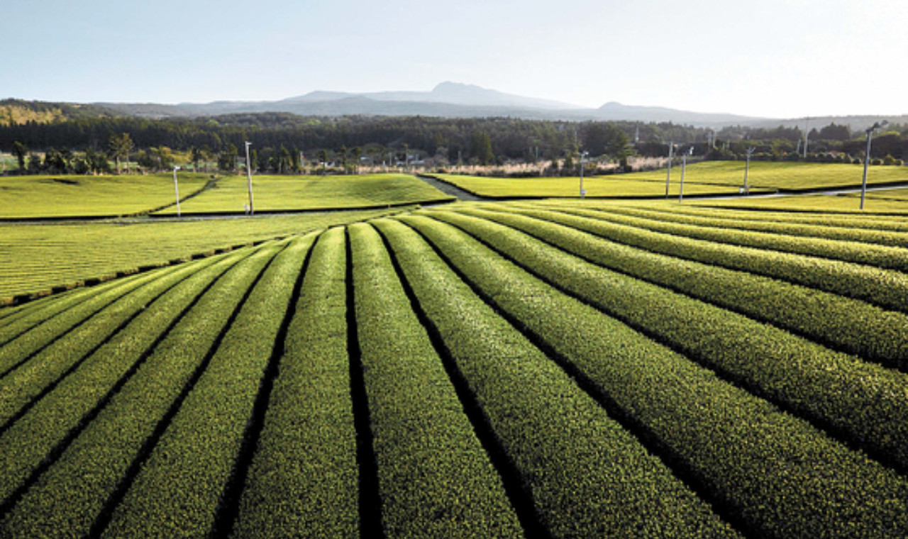 Jeju VIP Private Day Tour  (East/West/South/North)