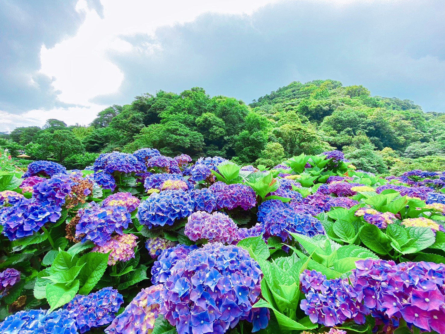 Zhuzihu Hydrangea Season