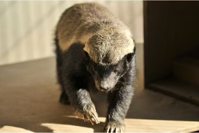 名古屋市東山動植物園 (Nagoya-City Higashiyama Zoo and Botanical Gardens)