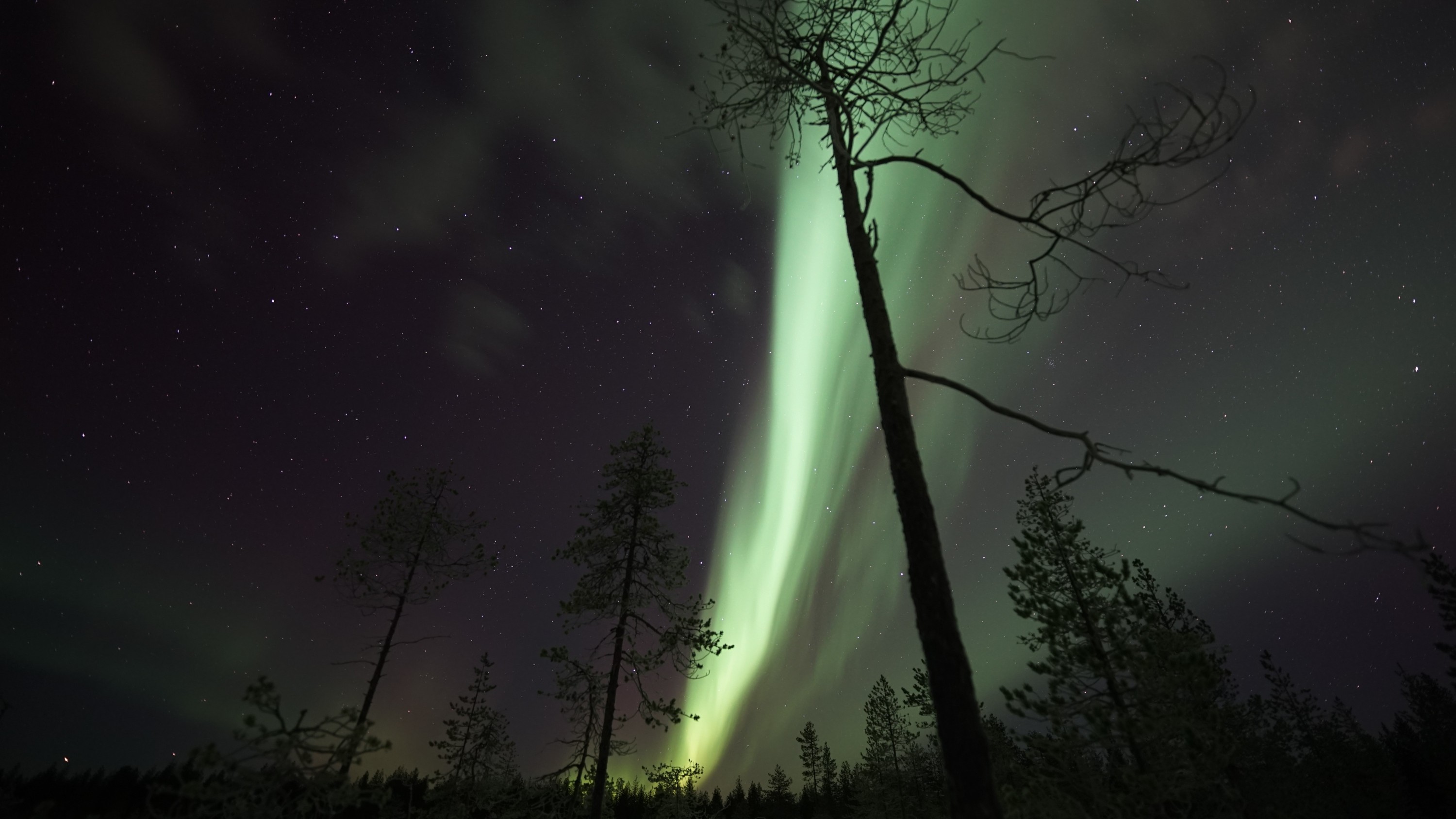 Radiant northern lights pierce the night sky, painting a magical glow over Arctic forests