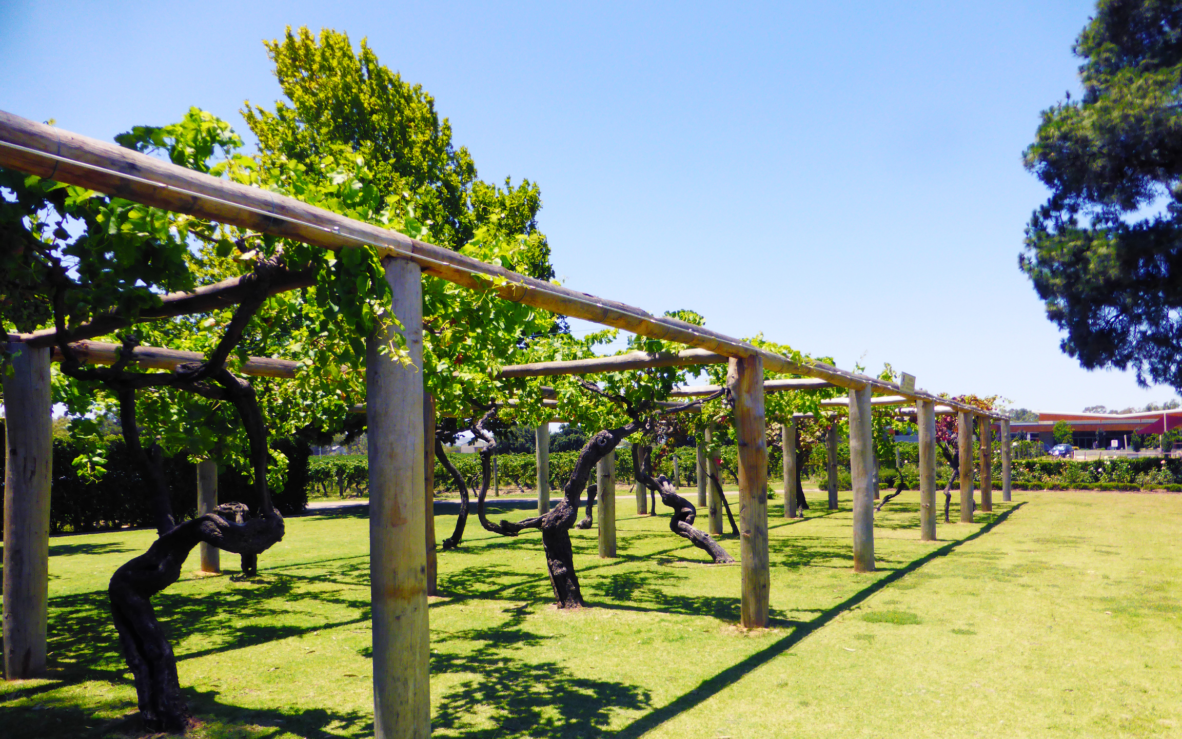 在晴朗的斯旺谷藍天下，一排排鬱鬱蔥蔥的葡萄園