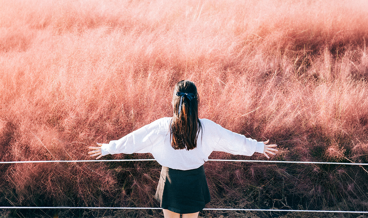 Jeju Cherry Blossom Full Day Tour with Hotel Pick up