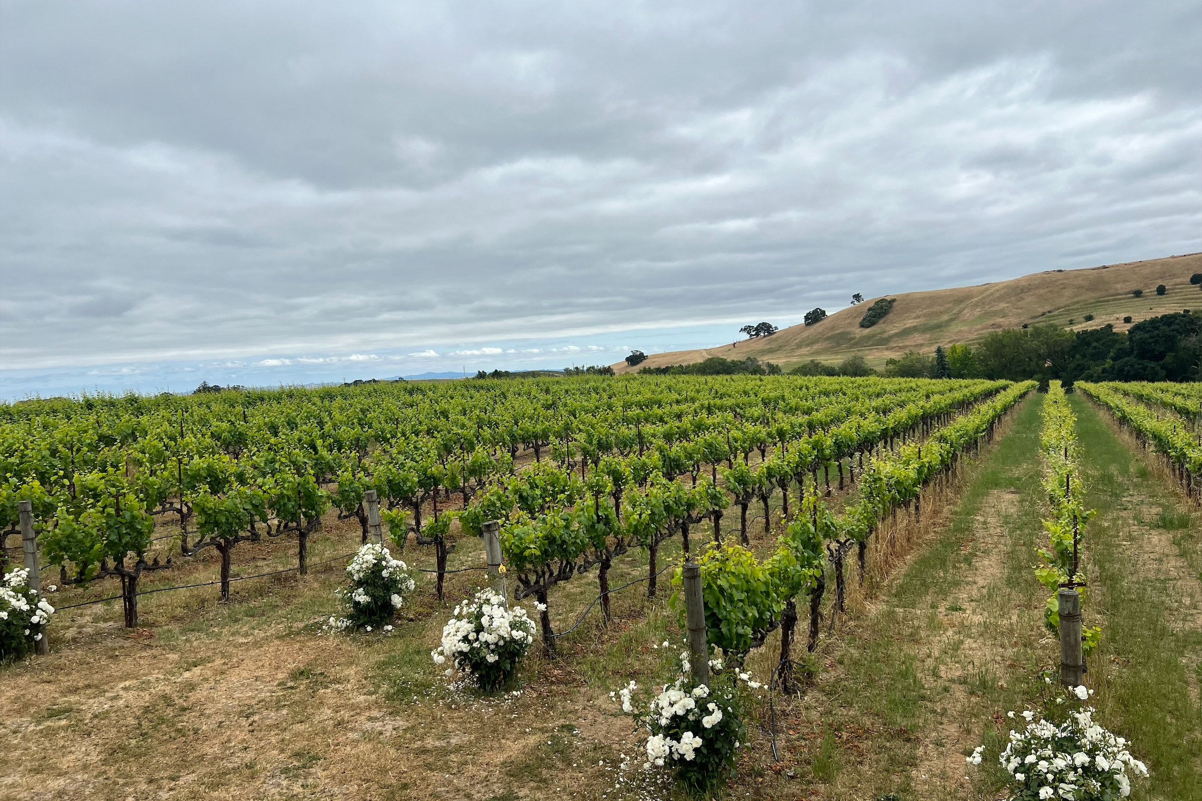 Half-Day Wine Tasting Tour from San Francisco