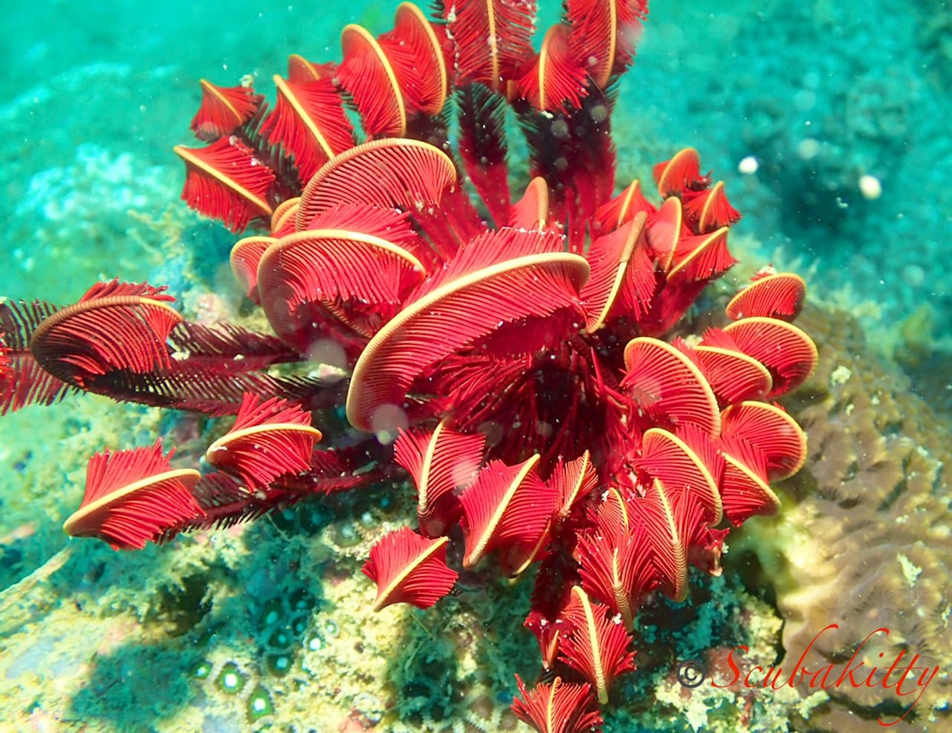  Phu Quoc Diving & Snorkeling Adventure in the South Islands