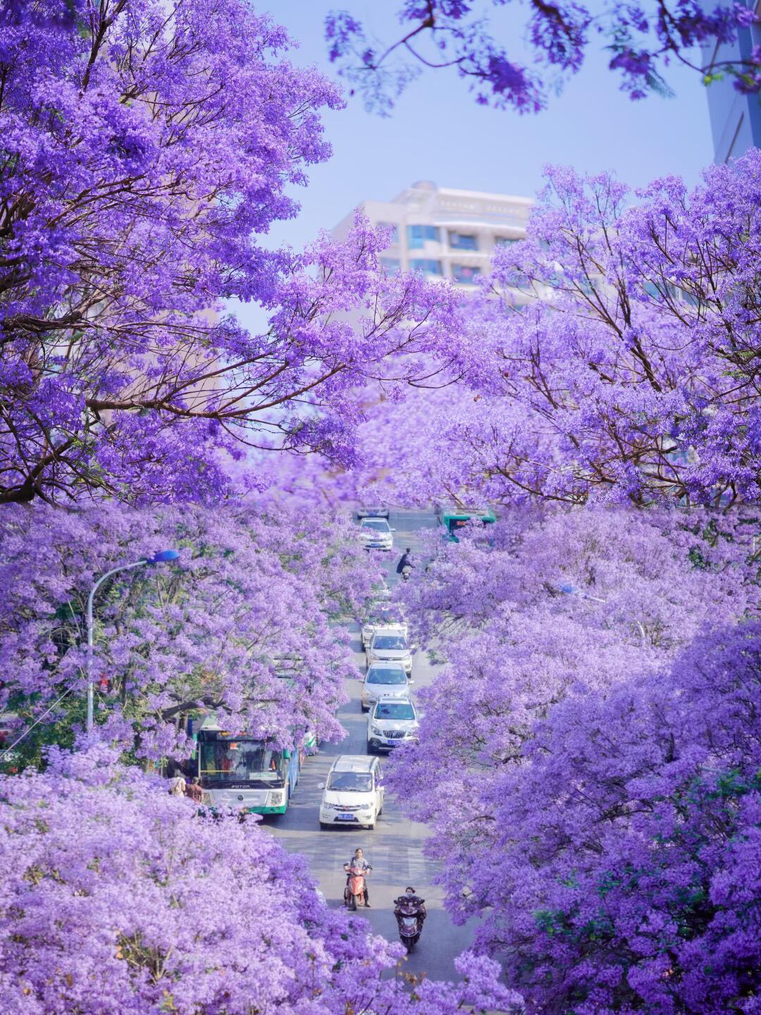 藍花楹原產於南美洲,在我國南方溫暖地區也有引種栽植,每年春夏交接之際,盛開的藍花楹為人們帶來一場場藍紫色的浪漫花雨,被藍花楹裝點的景緻如同添加了一層藍紫色的濾鏡。 藍花楹原產於南美洲,在我國南方溫暖地區也有引種栽植,每年春夏交接之際,盛開的藍花楹為人們帶來一場場藍紫色的浪漫花雨,被藍花楹裝點的景緻如同添加了一層藍紫色的濾鏡。