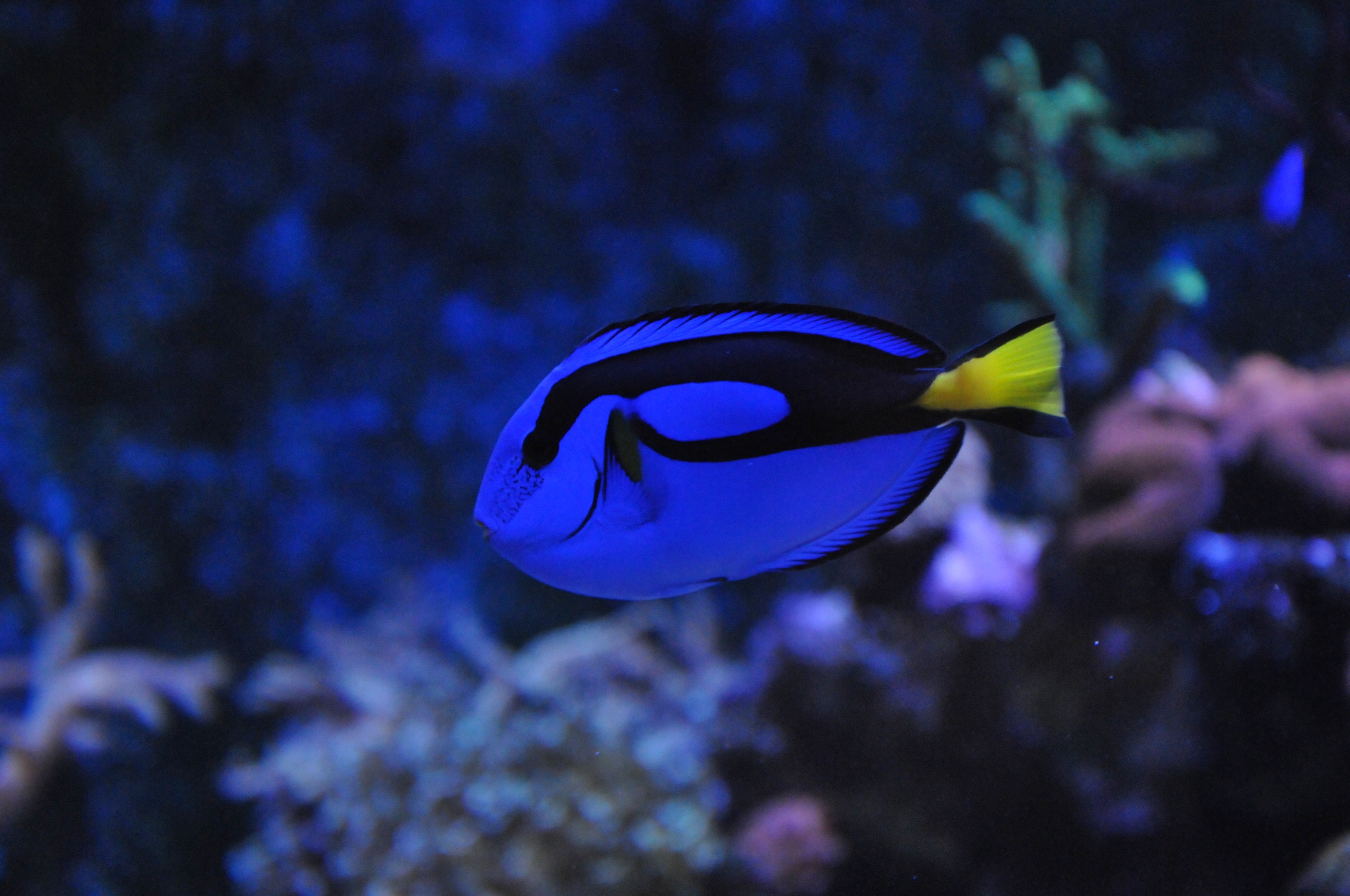 班伯利 Dolphin Discovery Centre 門票