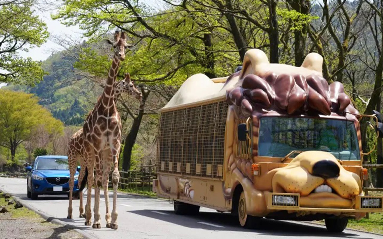 Family Trip: FUJI SAFARI PARK & Oshino Hakkai & Oishi Park Day Trip