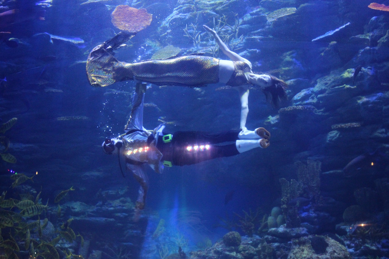Sea Life 釜山水族館門票
