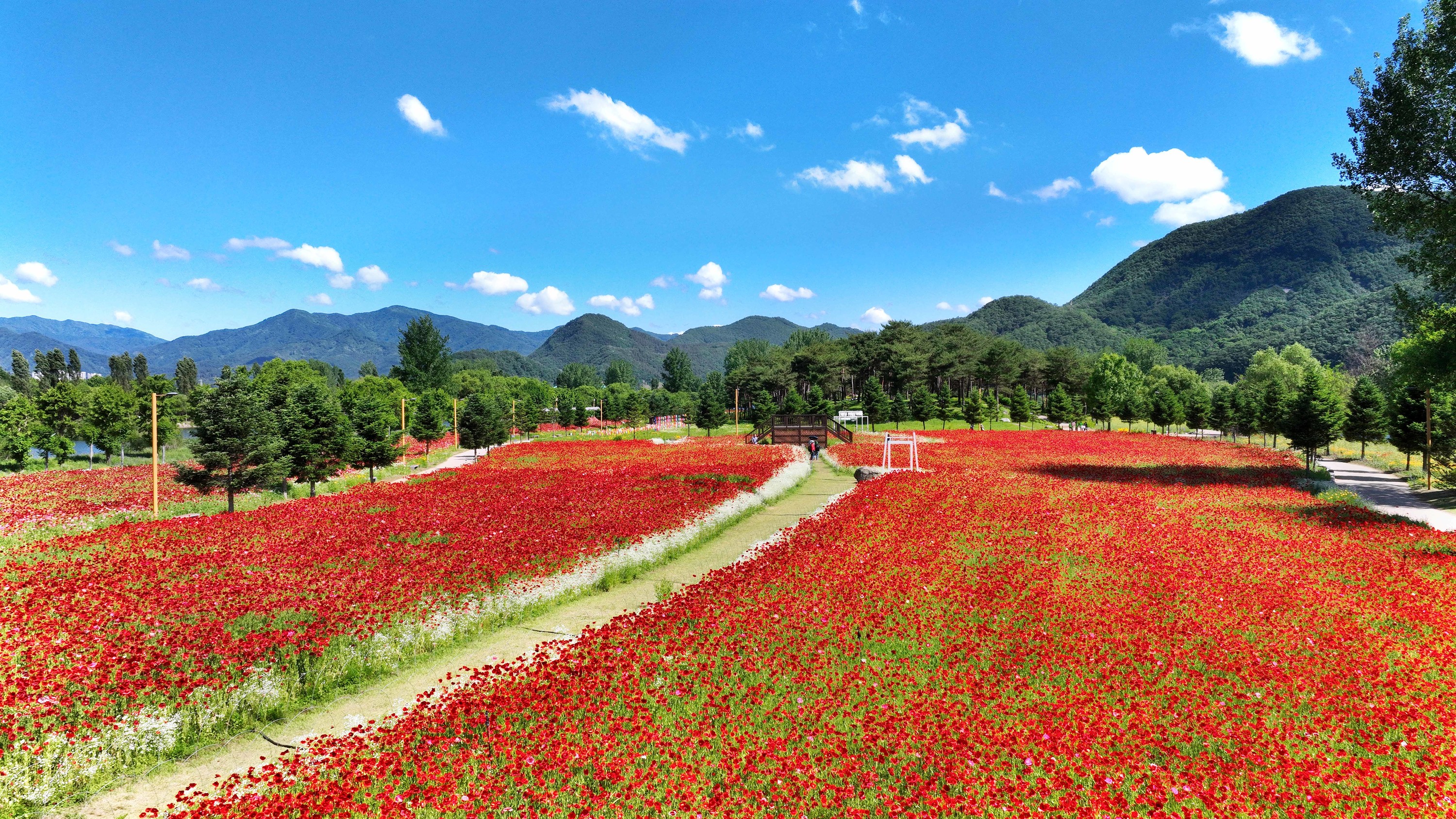 [Flower Festa] Begonia Garden/Nami Island/Jarasum/Railbike/Alpaca