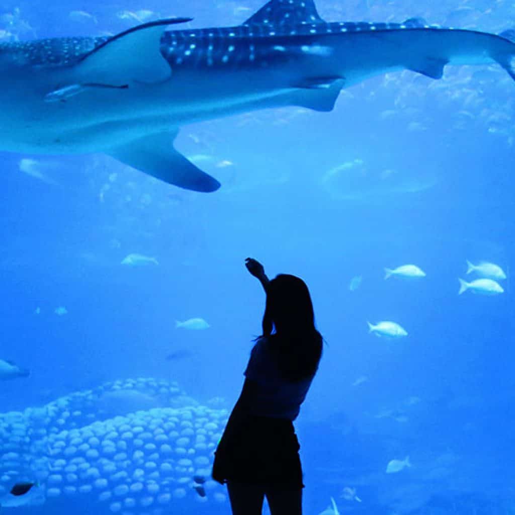 安塔利亞水族館之旅（含門票＆接送）- 阿拉尼亞出發