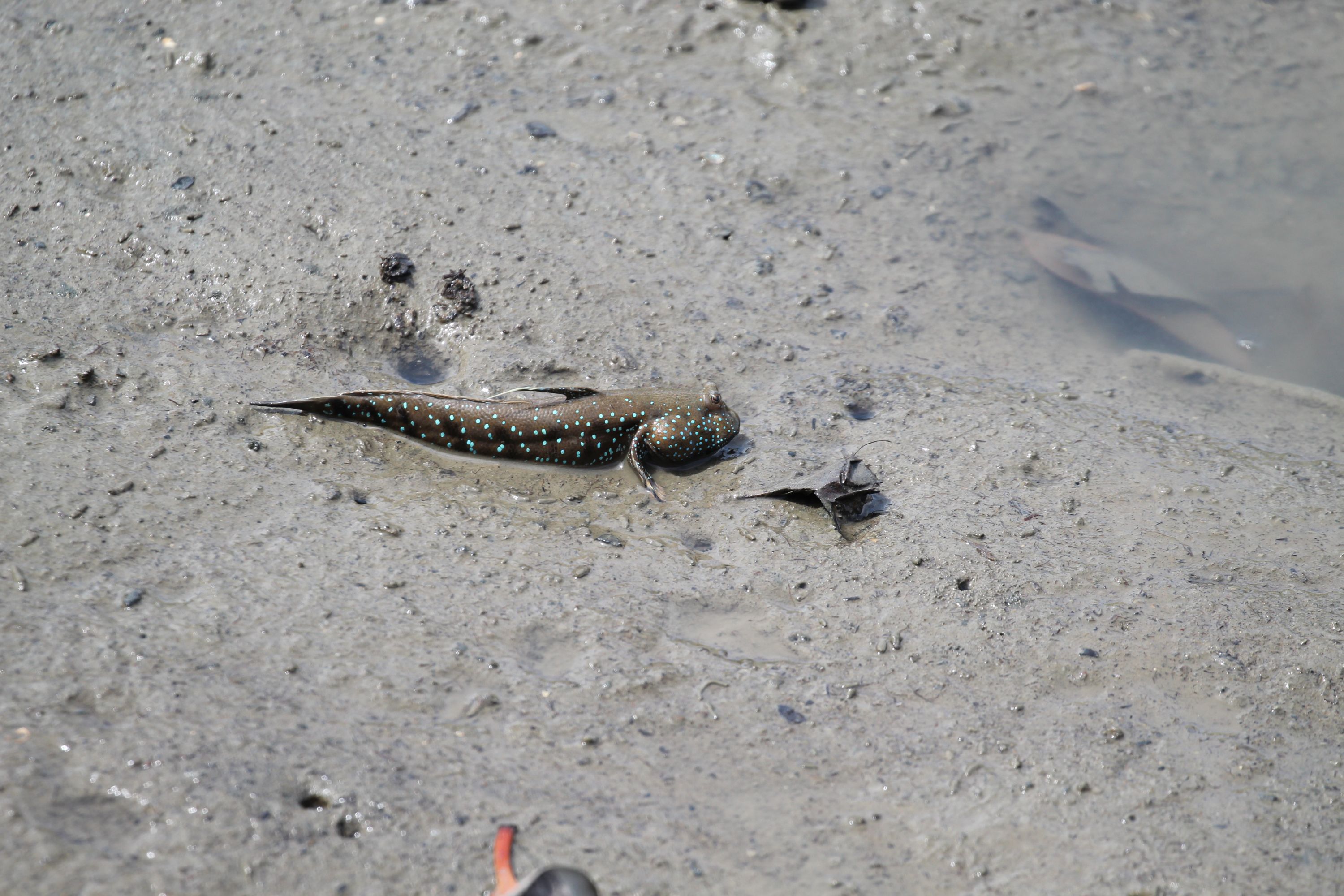 划槳穿梭於茂密的紅樹林中,尋覓各式各樣獨特的物種。 划槳穿梭於茂密的紅樹林中,尋覓各式各樣獨特的物種。