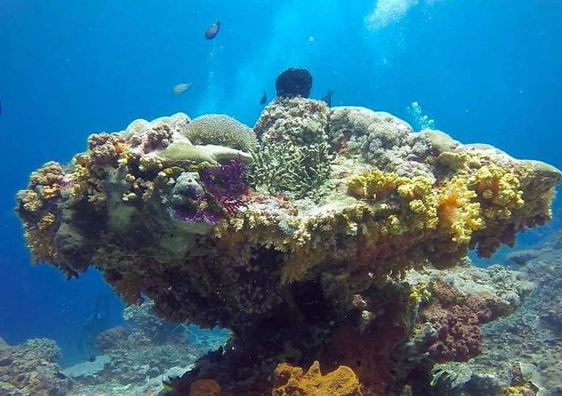 藍夢島 & 努沙佩尼達島潛水之旅（PADI五星級潛水中心）