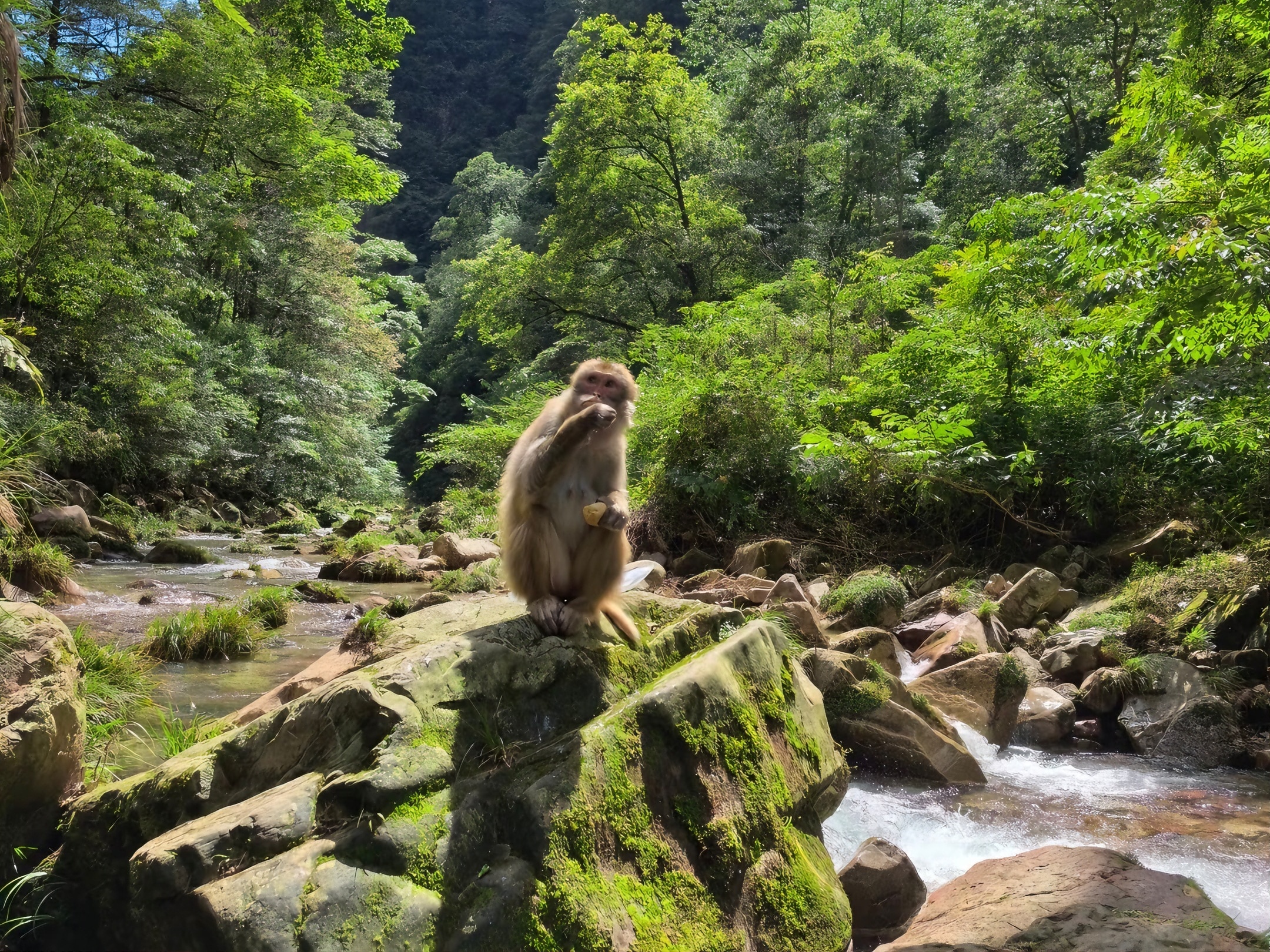 金鞭溪西匯琵琶溪,東入索溪。它是一條全長 7.5 公里的曲折幽深峽谷,因流經 “張家界十大絕景” 之一的金鞭巖而得名,被譽為 “世界上最美麗的峽谷之一”。 金鞭溪西匯琵琶溪,東入索溪。它是一條全長 7.5 公里的曲折幽深峽谷,因流經 “張家界十大絕景” 之一的金鞭巖而得名,被譽為 “世界上最美麗的峽谷之一”。