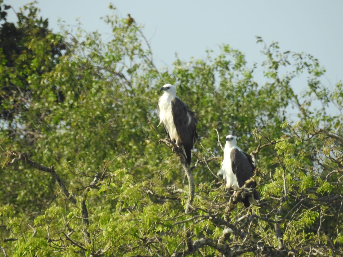 Bundala National Park Half A Day/Full Day Safari