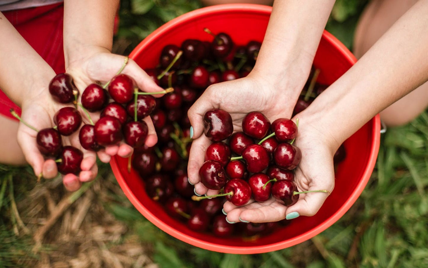 Sydney to Orange Cherry Picking Tour