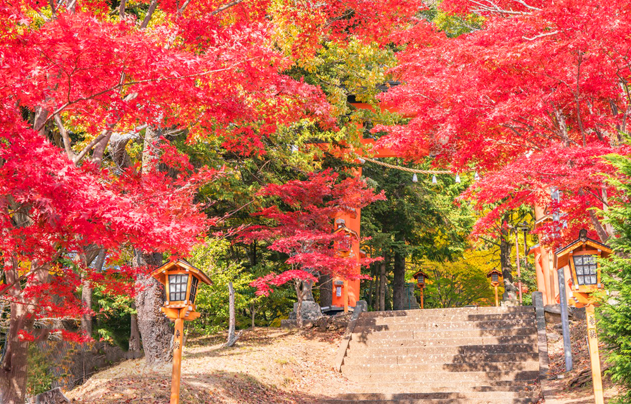 富士山探索之旅-新倉山淺間公園·天梯小鎮·忍野八海·河口湖大石公園·西湖療愈里根場一日遊