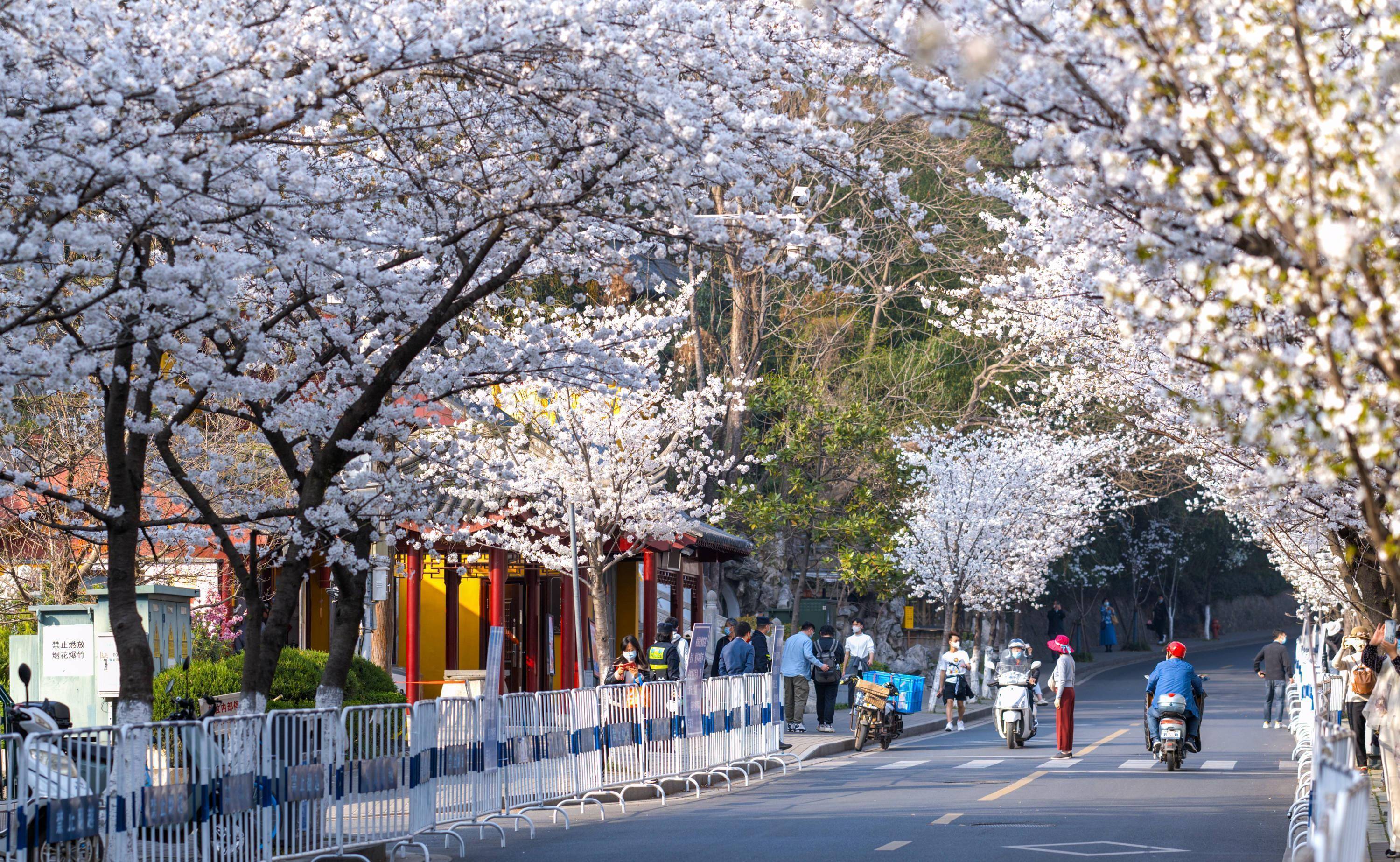 【櫻花季促銷】南京雞鳴寺+玄武湖公園+總統府賞櫻citywalk一日遊（春季賞花，中英文雙語導遊，天天發團）