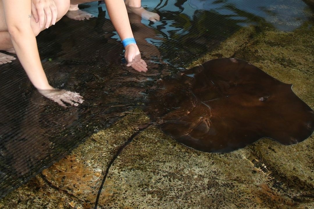 Whipray Encounter Experience in Darwin