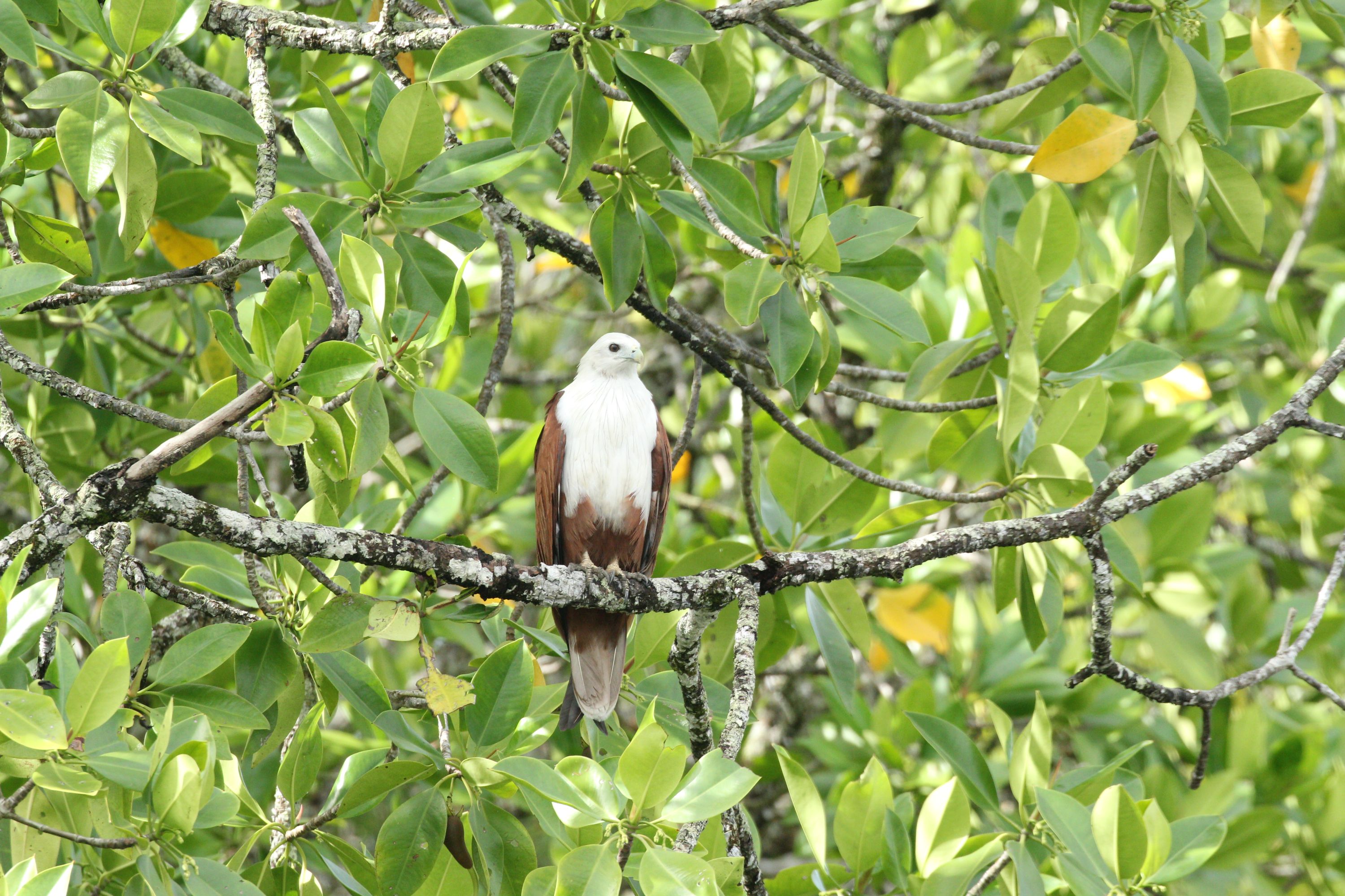 靜謐而堅毅的栗鳶，在紅樹林中尋得棲息之所。
