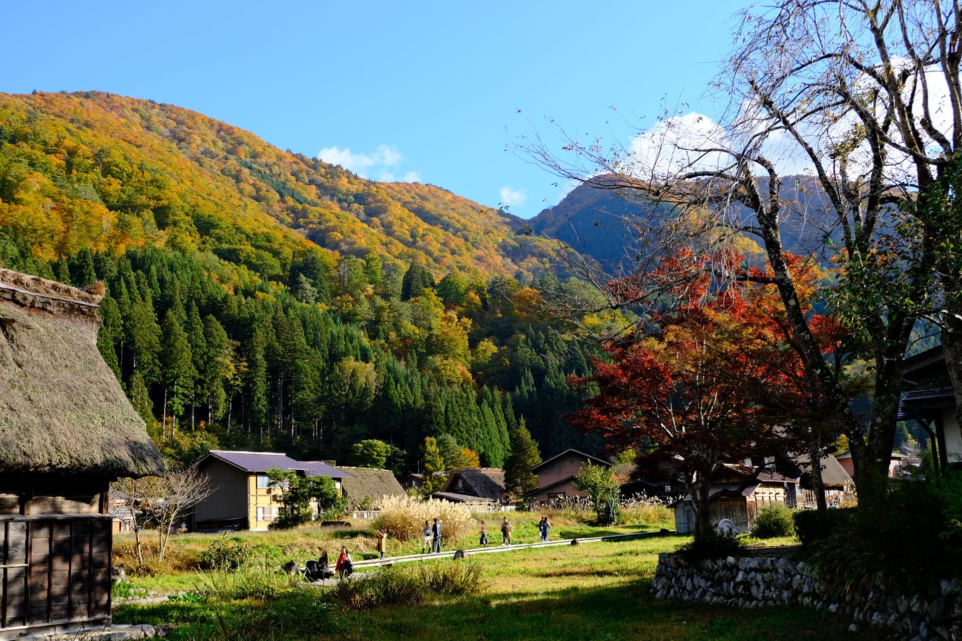 山間的紅葉層層疊疊，彷彿上帝的調色板🍁，再配上茅草屋的古樸風情，真是讓人心動不已💕。