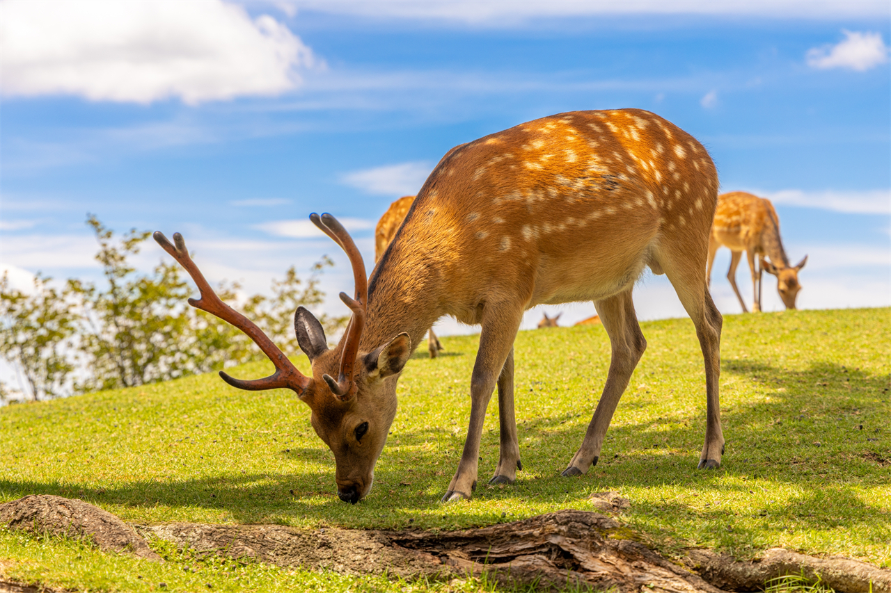 Nara Park is integrated with nature, and you can often see deer strolling leisurely