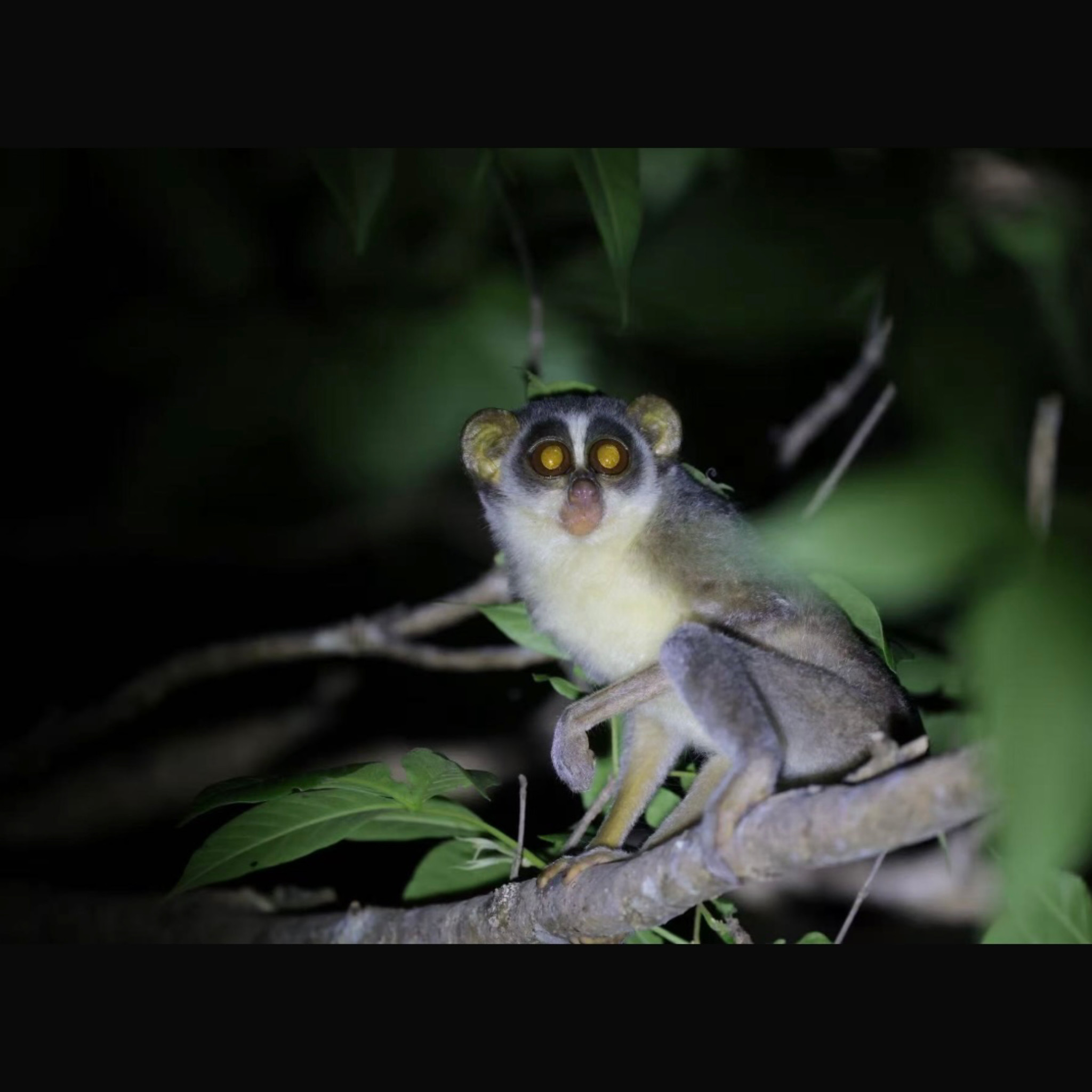 Habarana & Sigiriya: Night Safari to see nocturnal wildlife