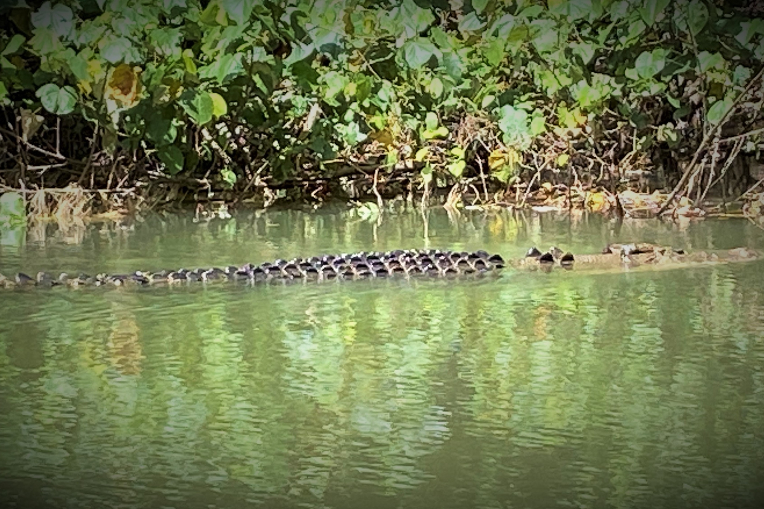 Crocodile Swimming a Sighting on River Cruise