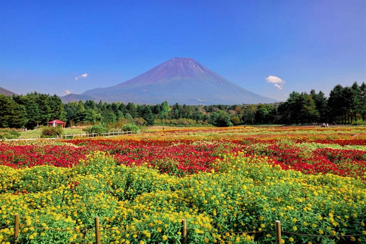 會場設在富士本棲湖度假村（山梨縣富士河口湖町），這裡以春季鋪展整片粉紅的“富士芝櫻祭”主會場聞名。