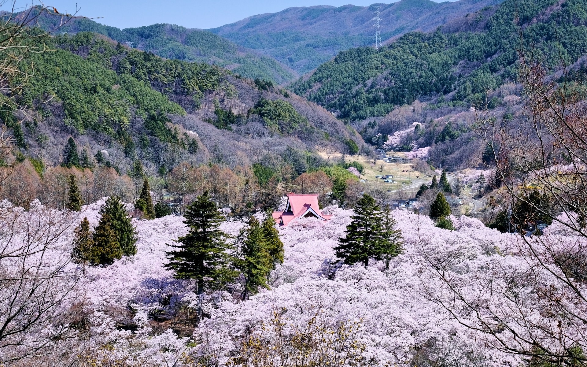 [Nagano Cherry Blossom Day Trip] Takato Castle Ruins Park, the Best Cherry Blossom in the World x National Treasure "Matsumoto Castle" x Miso Study Tour/Double Scenic Spot Pilgrimage (Departure from Nagano Station)
