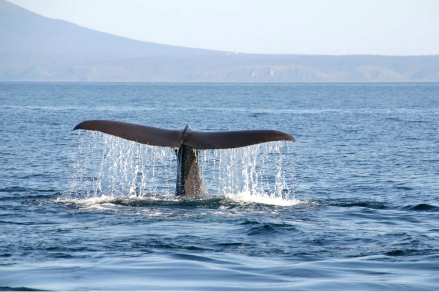 北海道鯨魚 & 海豚觀光遊船體驗