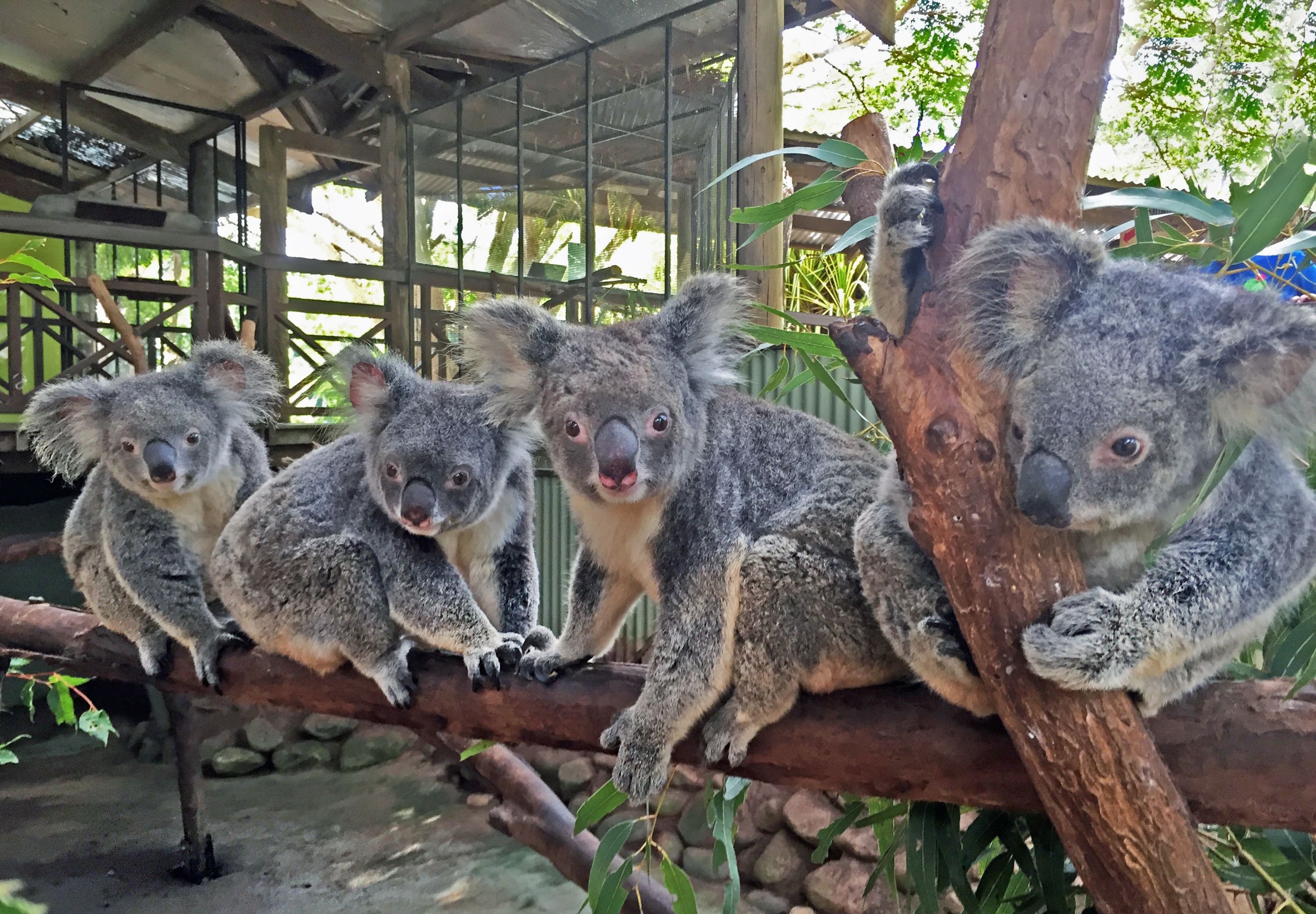 昆士蘭熱帶雨林自然公園一日遊（凱恩斯出發）