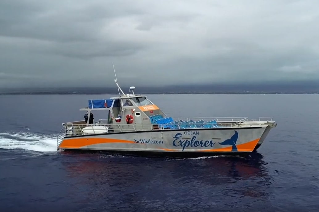 Small Group Whale Watching Tour in Maui