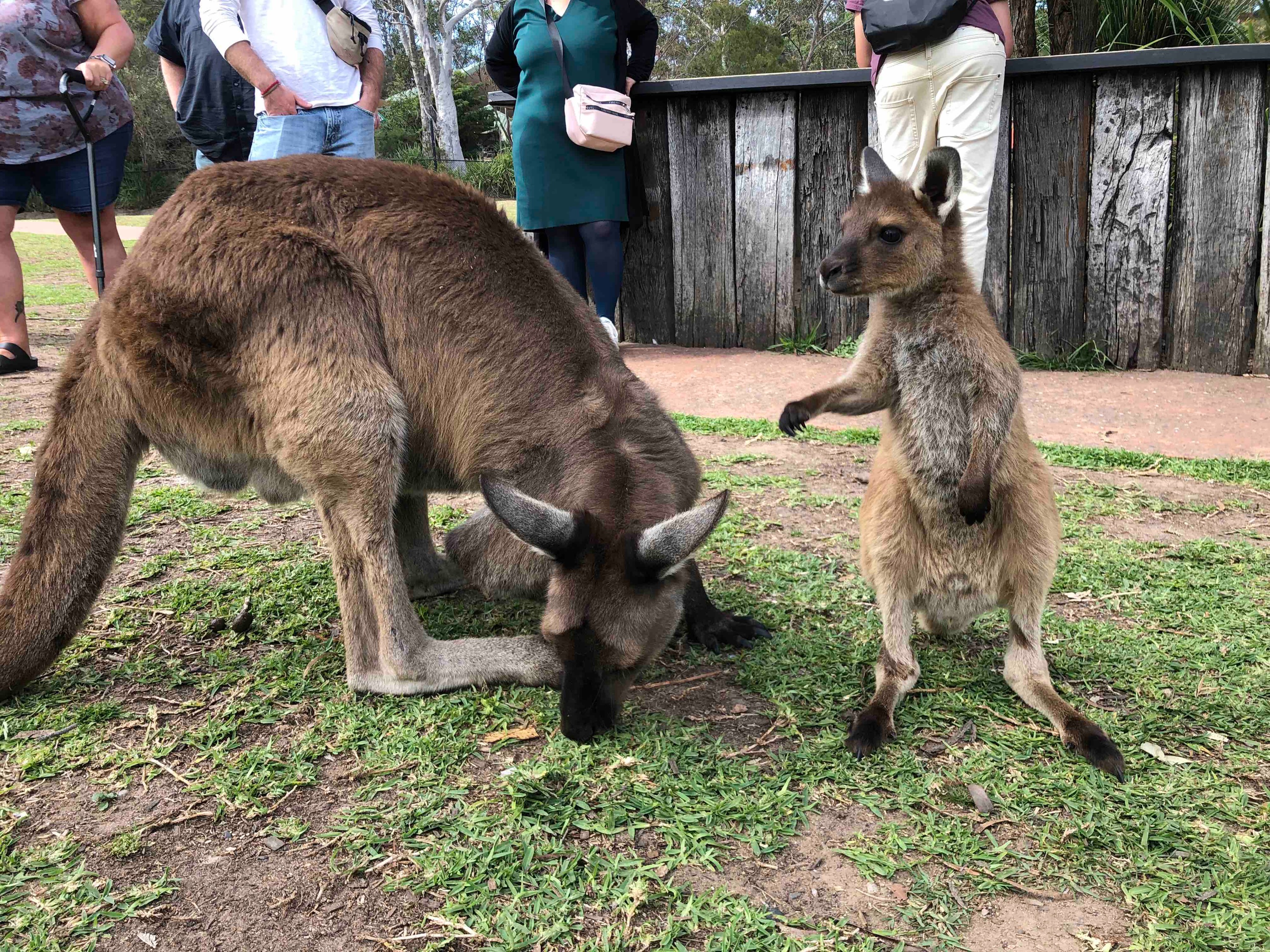 獵人谷葡萄酒 & 野生動物探索之旅