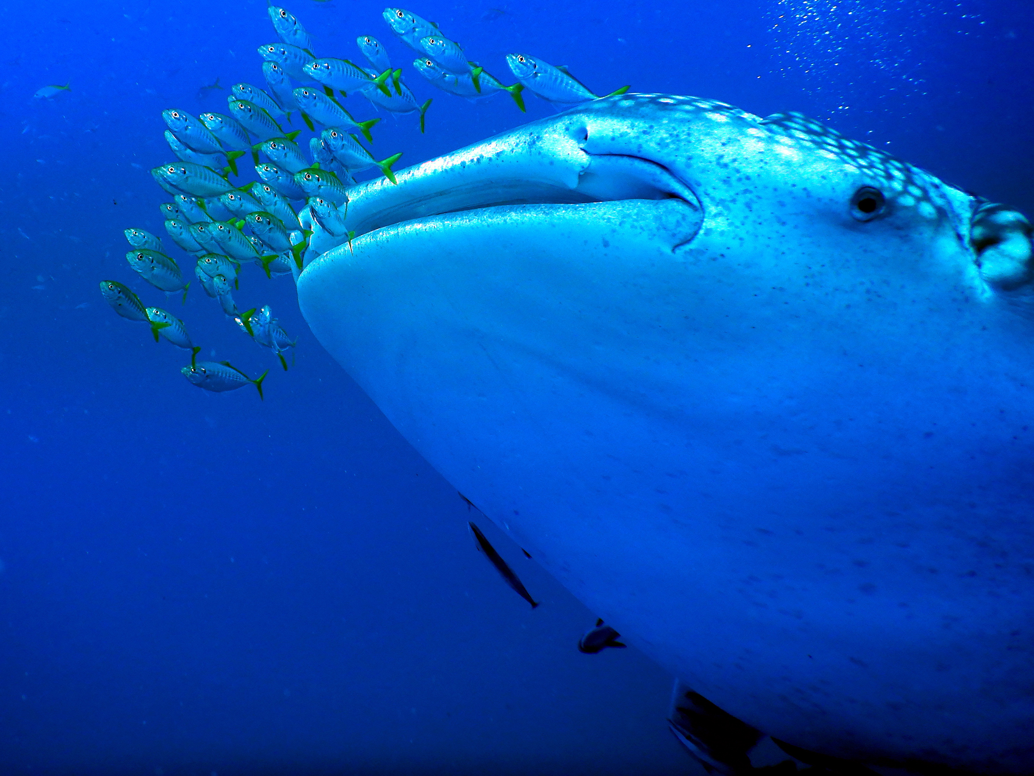 Sail Rock Discovery: Dive Tour in Koh Samui with PADI 5* Dive Center