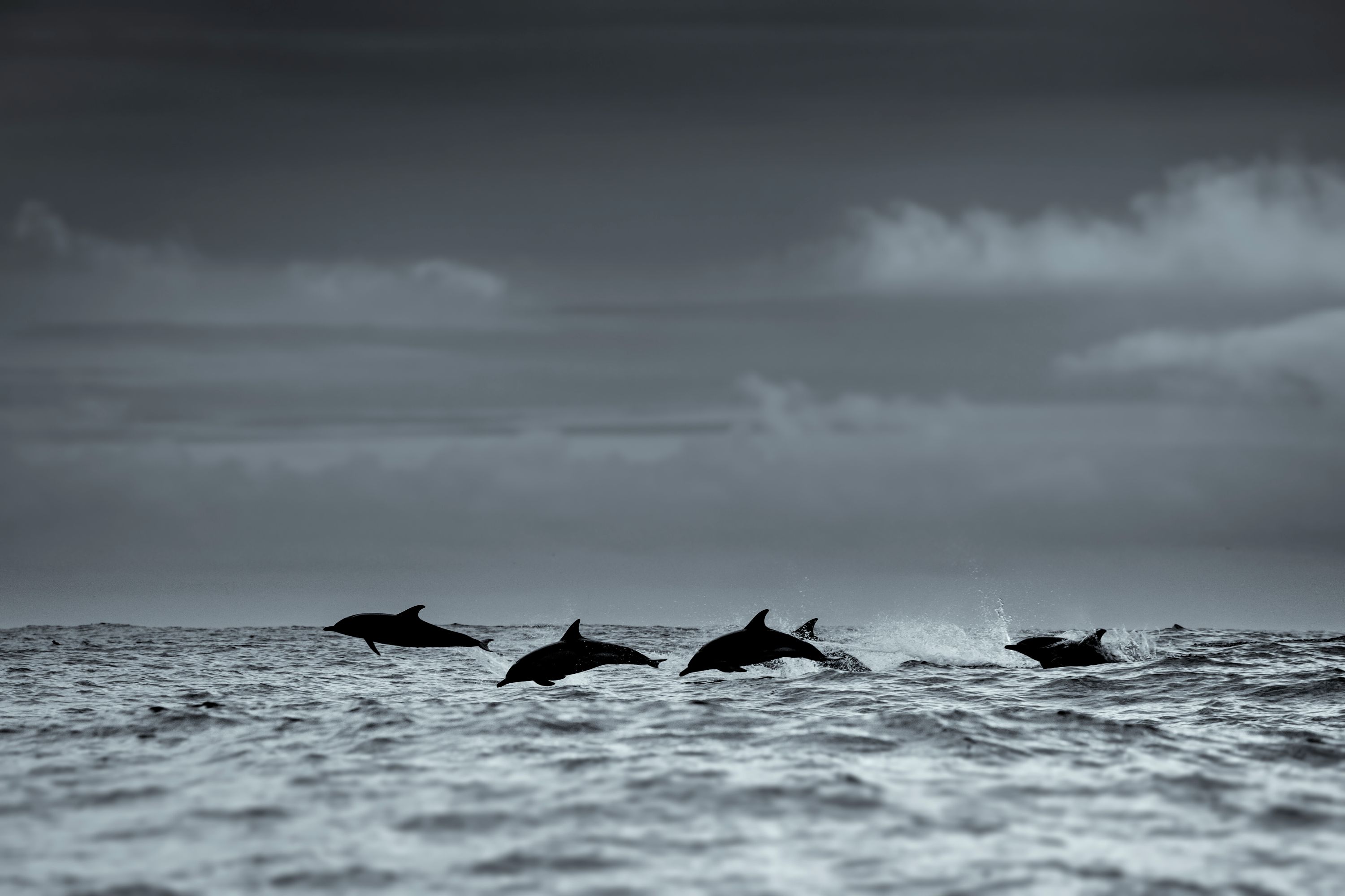 Spot dolphins around the Skellig Islands, where these playful creatures often appear