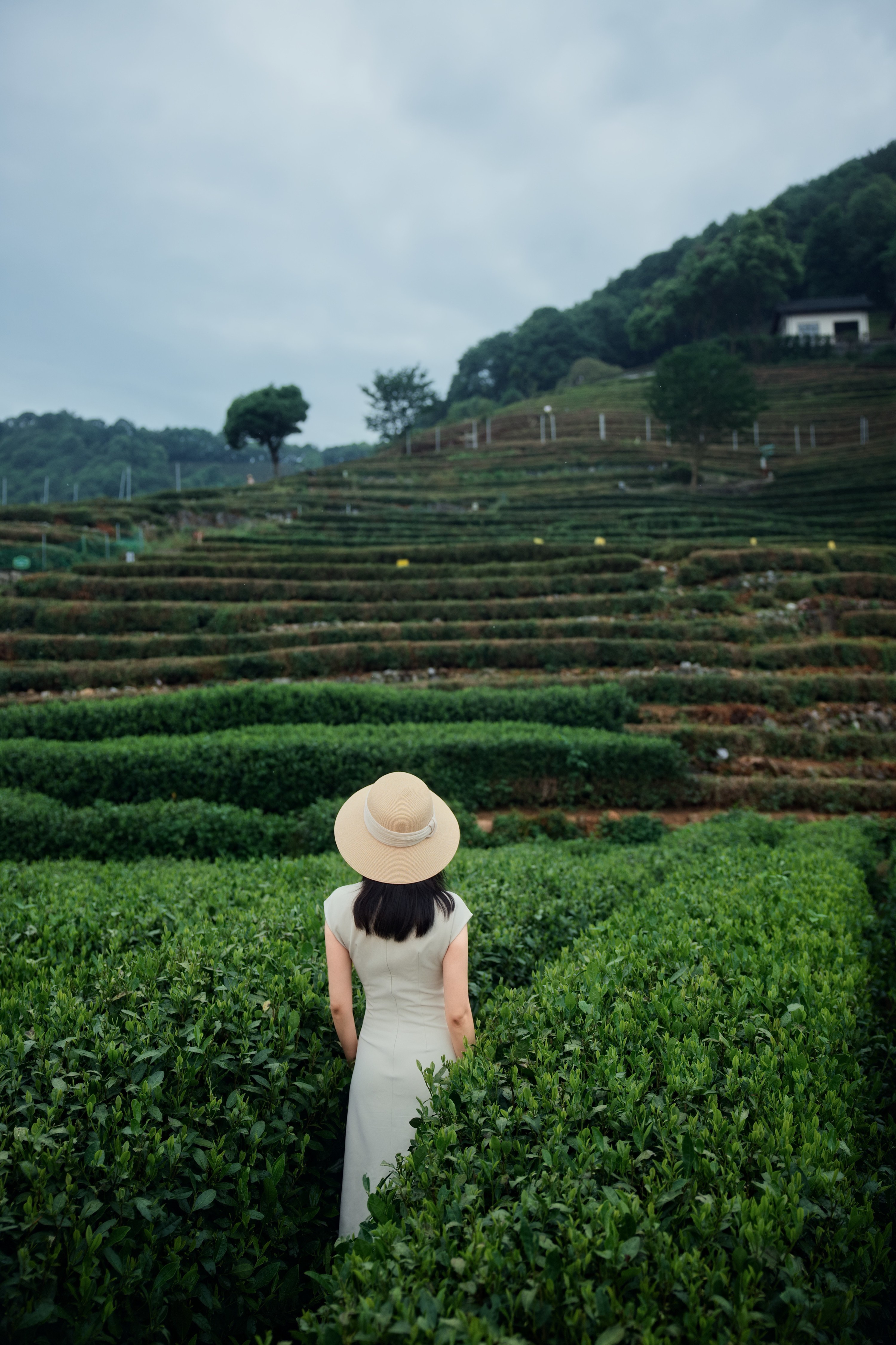 Hangzhou West Lake Island Hopping + Longjing Tea Tasting Day Tour