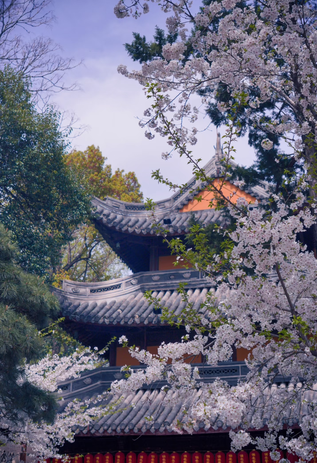 龍華寺的櫻花彷彿也沾染了佛香