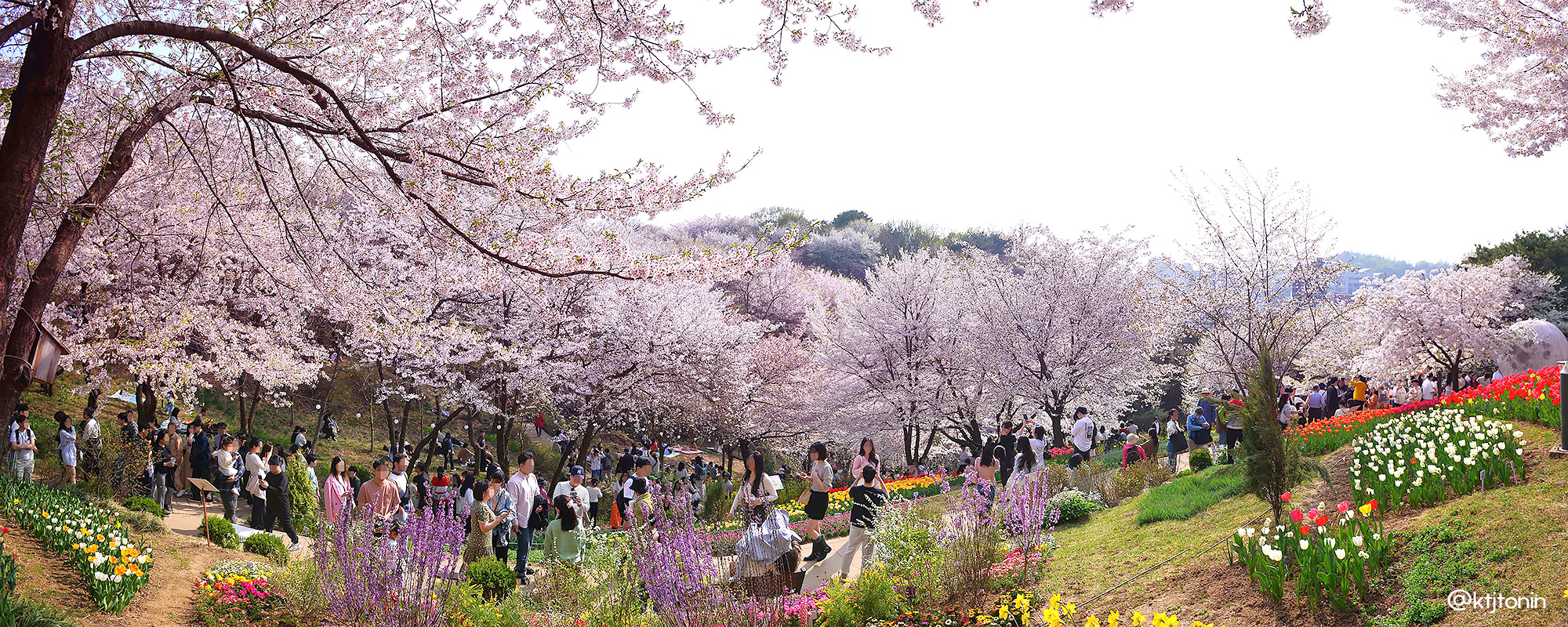 在春天，漫步於盛開的櫻花樹下，盡情拍照。
